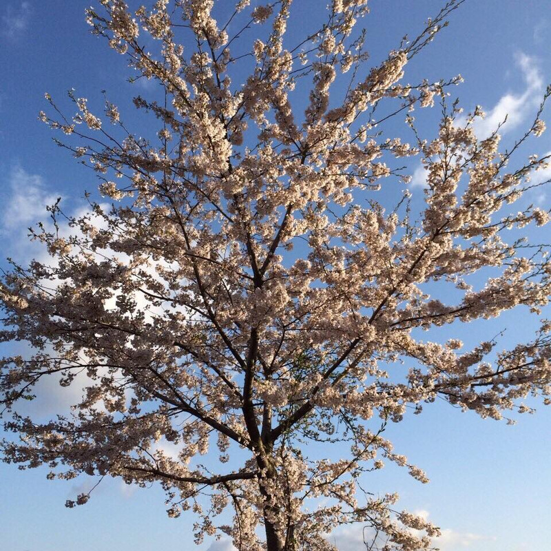 家族みんなが大好きな桜の木